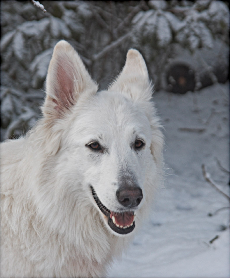 Luna mit Winternase ....