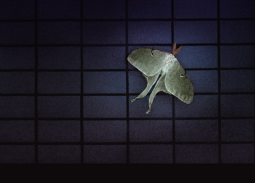 Luna Moth