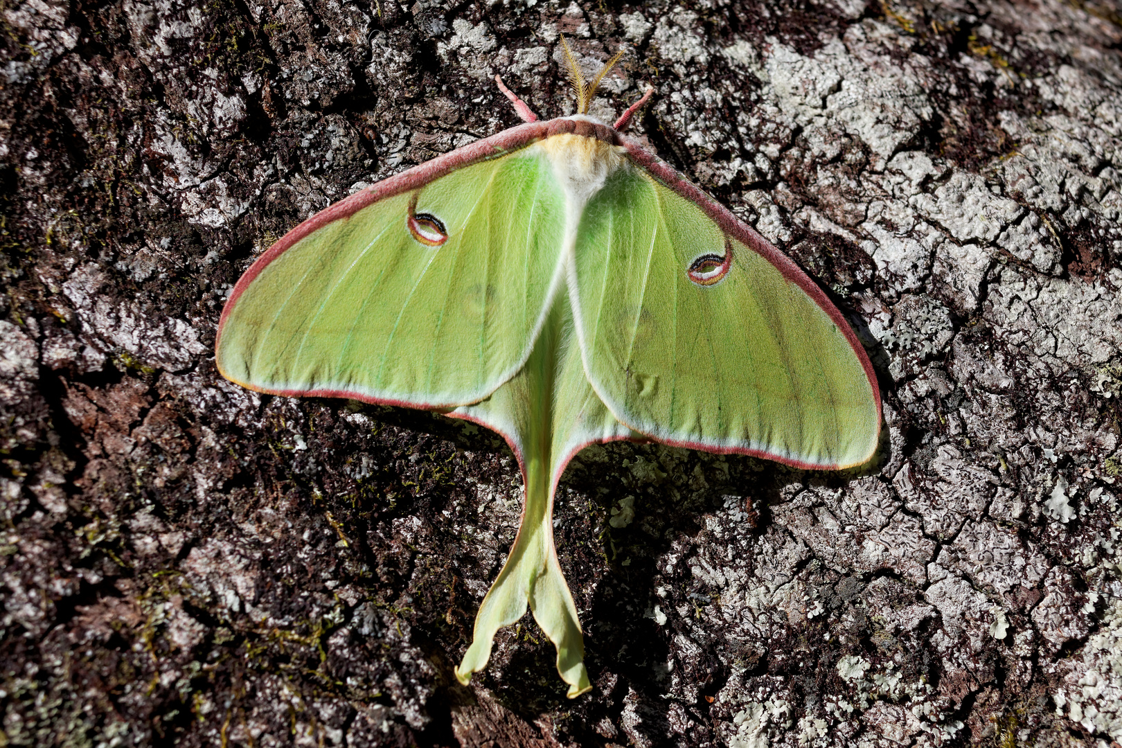 Luna Moth