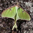 Luna Moth