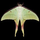 luna moth