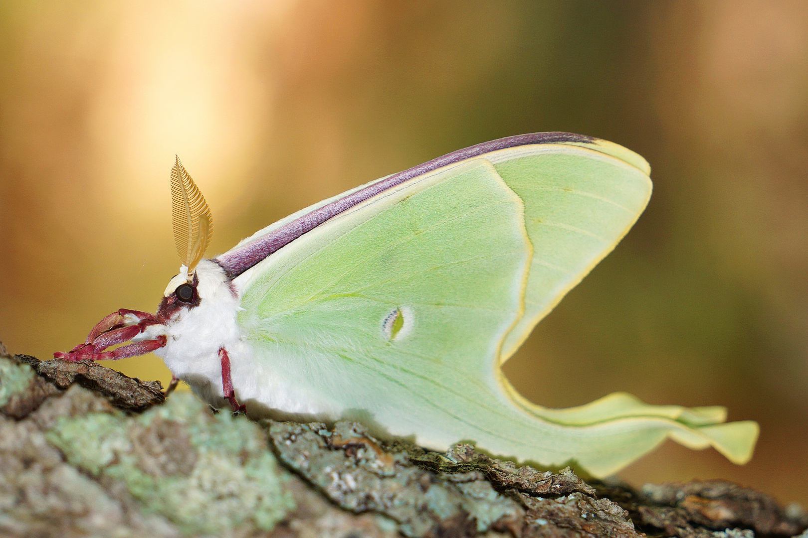 Luna Moth (Actias Luna) - 1