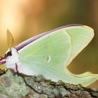 Luna Moth (Actias Luna) - 1