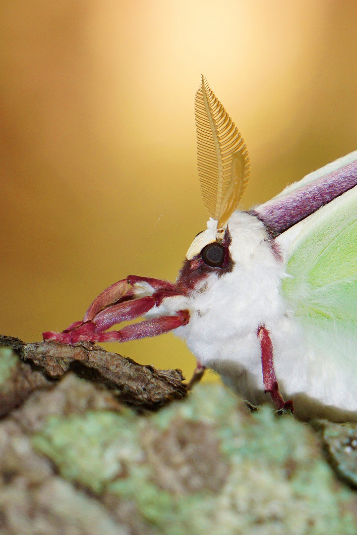 Luna Moth (Actias Luna) - 2