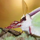 Luna Moth (Actias Luna) - 2