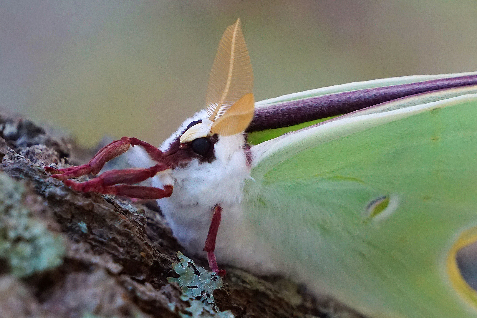 Luna Moth (Actias Luna) - 3