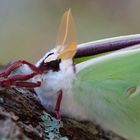 Luna Moth (Actias Luna) - 3