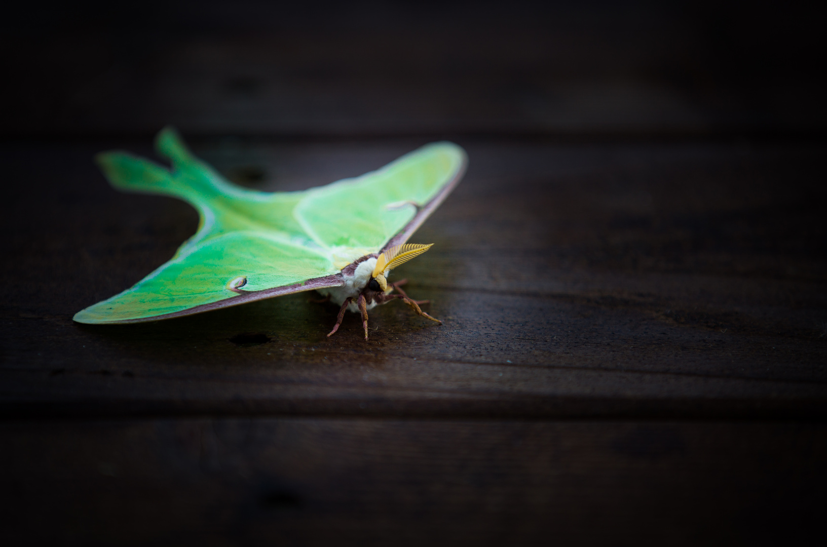 luna moth.