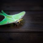 luna moth.