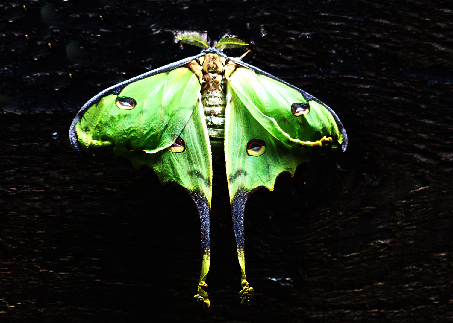 Luna Moth-ein Pfauenspinner