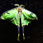 Luna Moth-ein Pfauenspinner