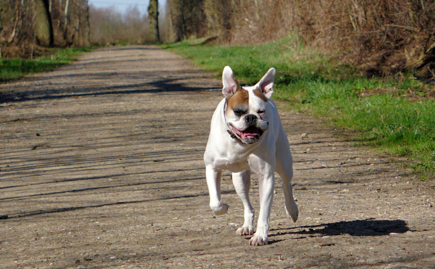 Luna ( oder Lünchen )