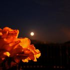 luna rose