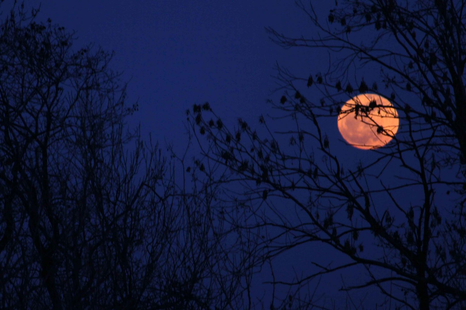 Luna tra i rami