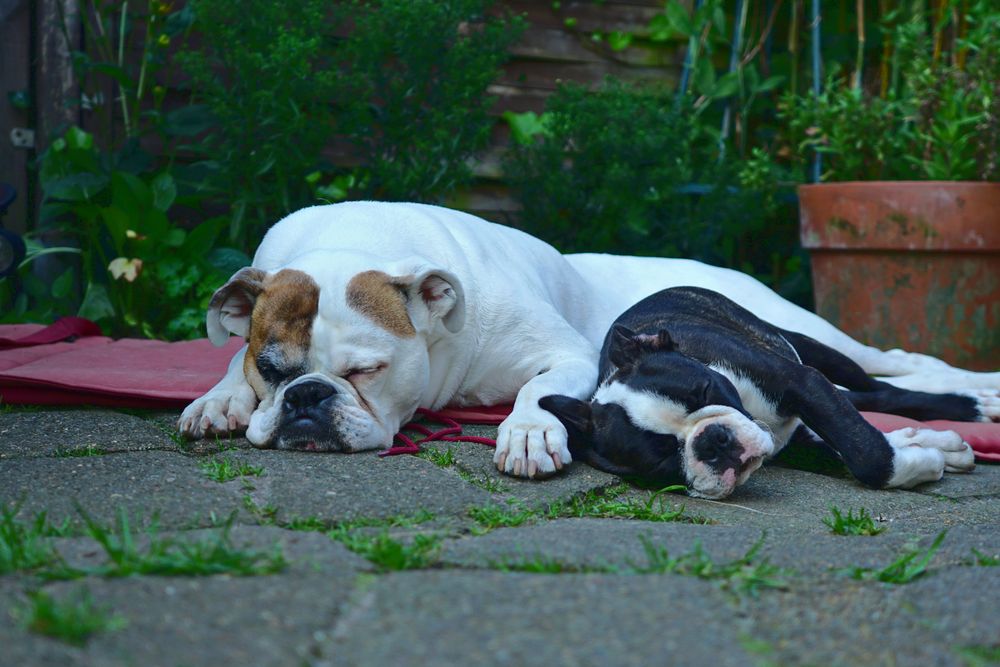 Luna und Anton beim Mittagsschlaf