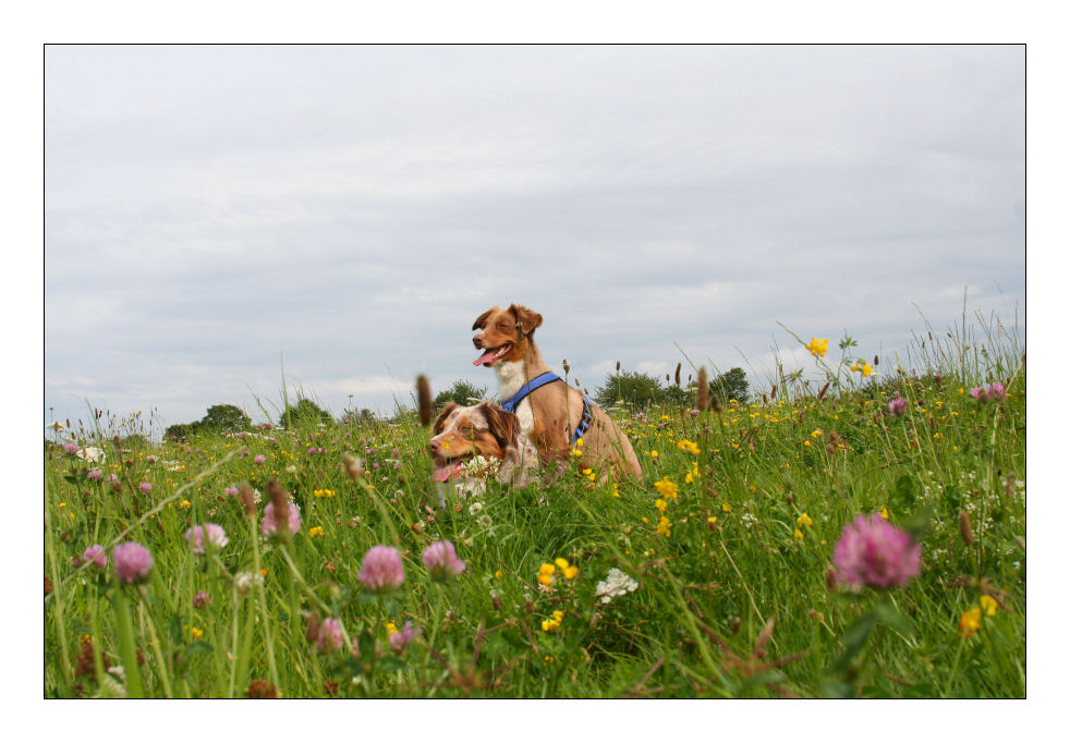 Luna und Baffy in Blumenwiese