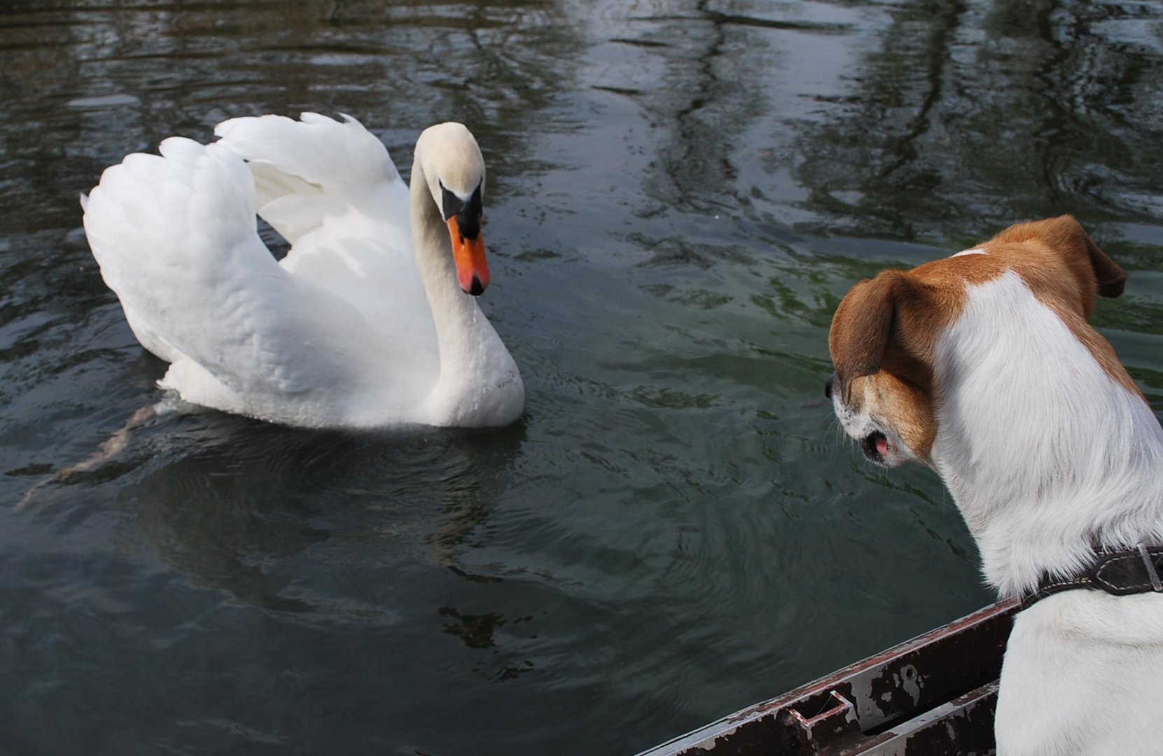 Luna und der Schwan