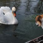 Luna und der Schwan