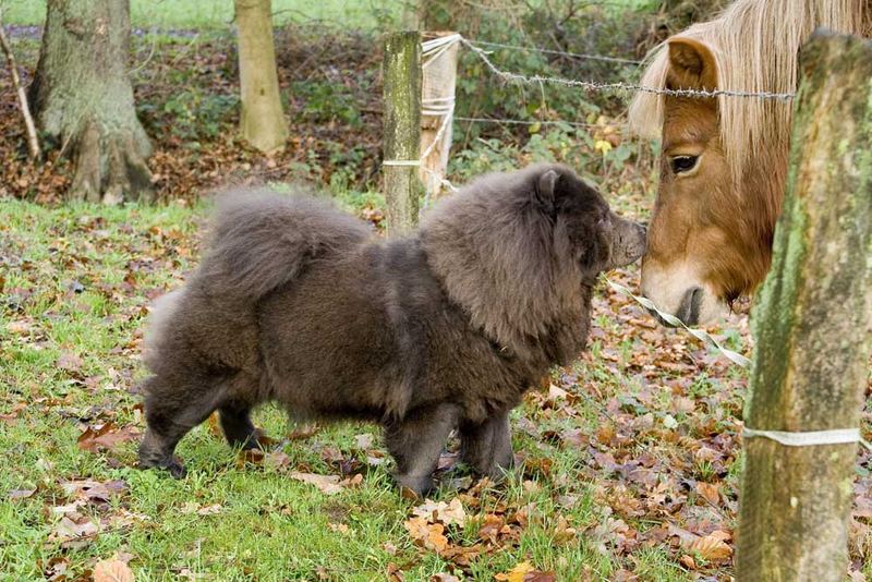 Luna und ihr Lieblingstier...