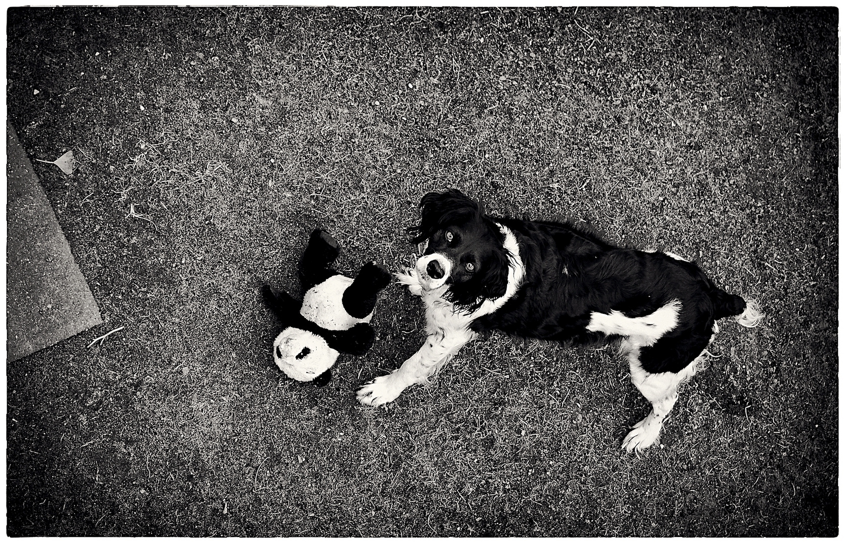 Luna und ihr Panda