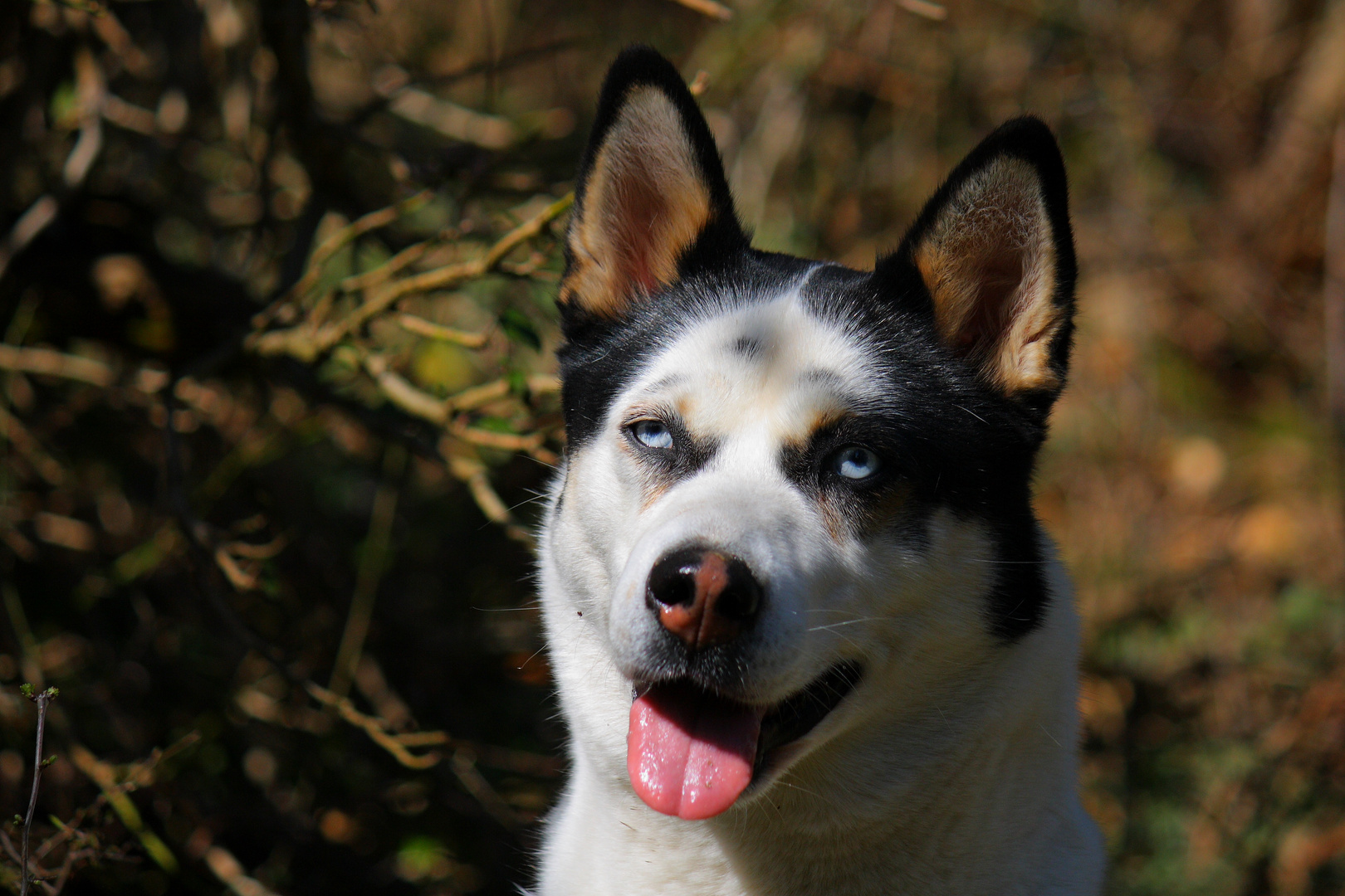 Luna und ihre blauen Augen...