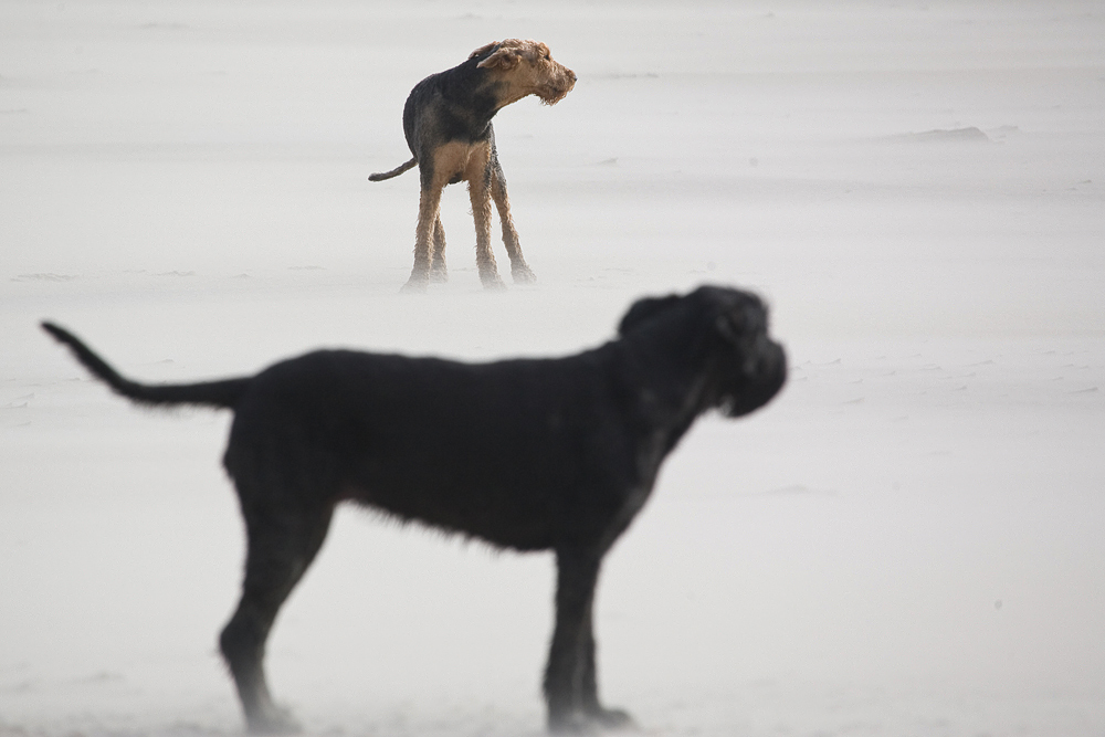 Luna und Sunny bei Gegenwind