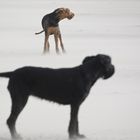 Luna und Sunny bei Gegenwind