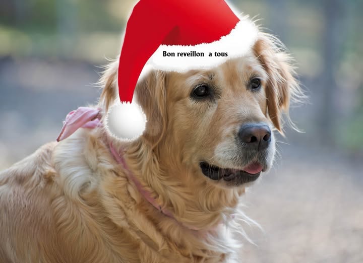 Luna vous souhaite un très Bon Noël