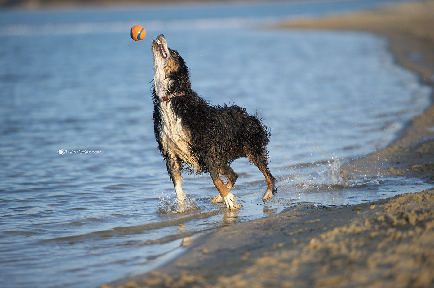 Luna - Wasserratte 