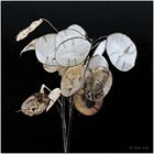 Lunaria 45