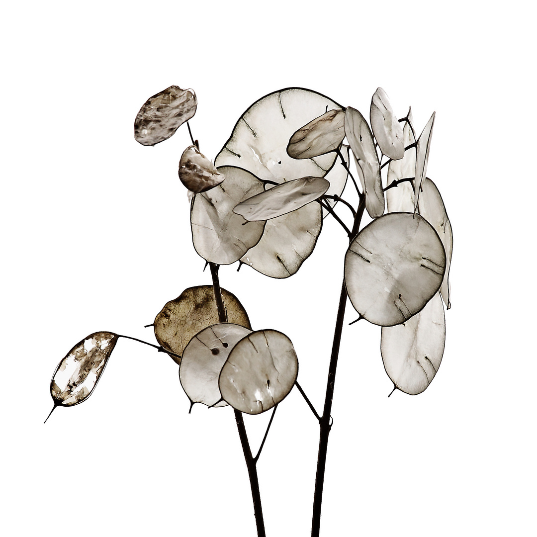 Lunaria 48