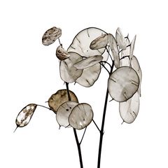 Lunaria 48