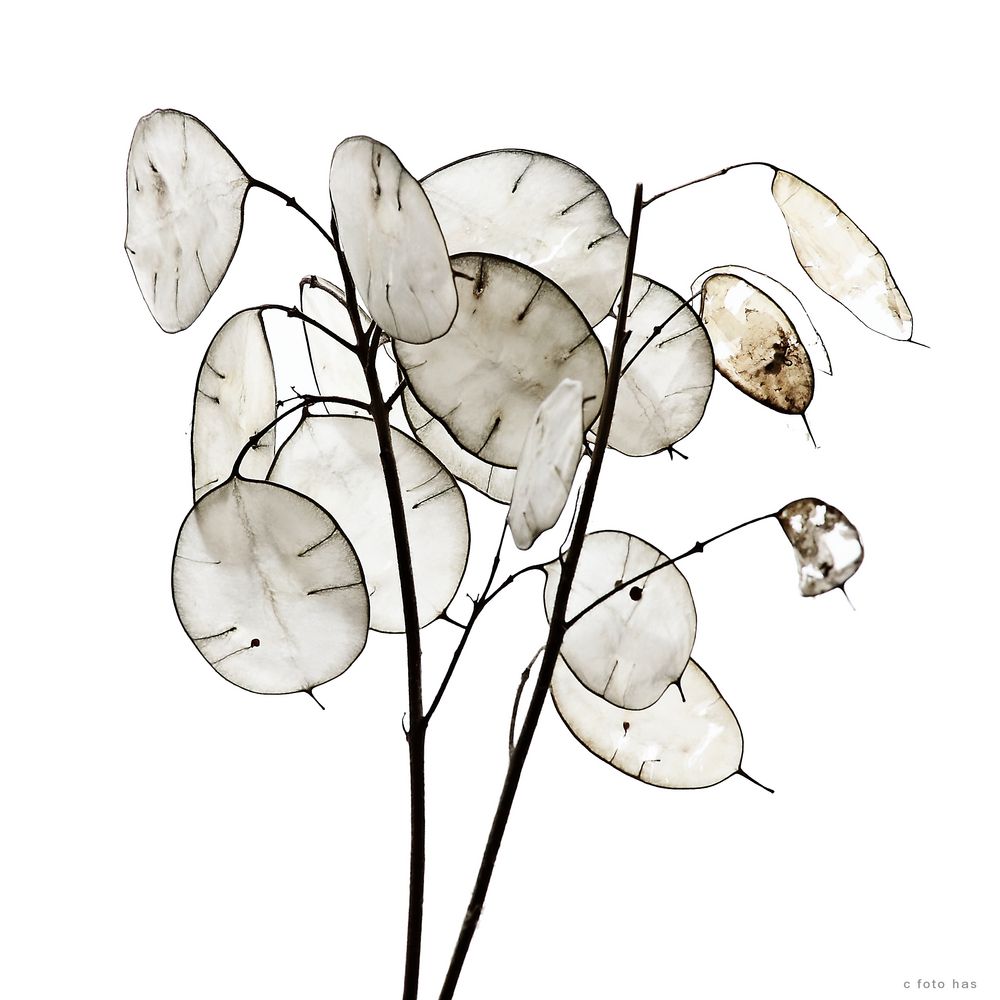 Lunaria 50A