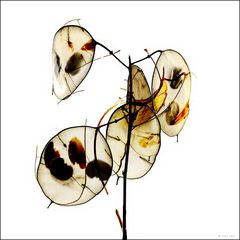 Lunaria 62R