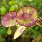 Lunaria 