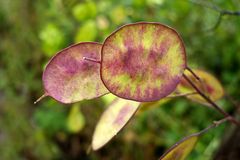 Lunaria 