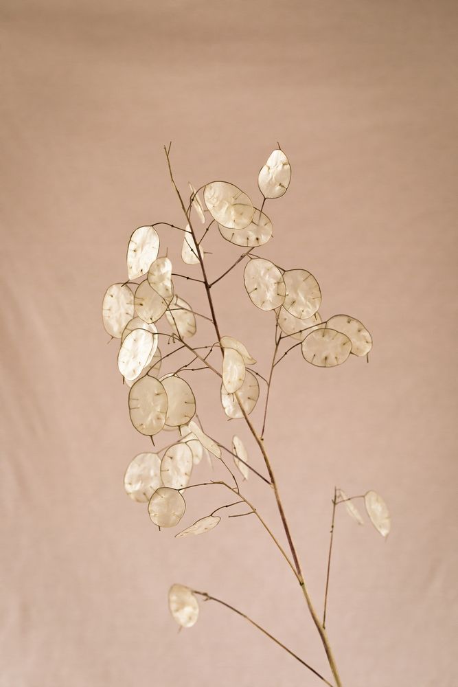 - Lunaria annua -