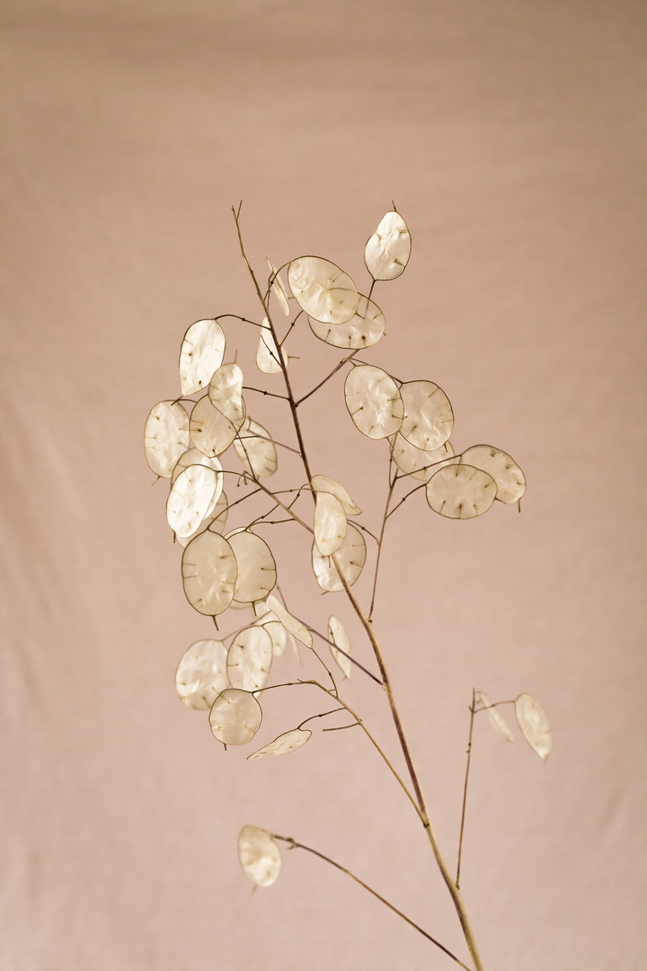 - Lunaria annua -