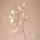 - Lunaria annua -