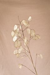 - Lunaria annua -