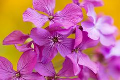 Lunaria annua