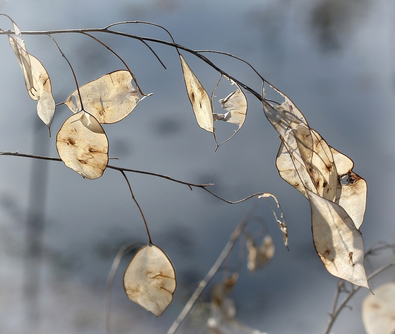 Lunaria annua