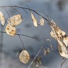 Lunaria annua