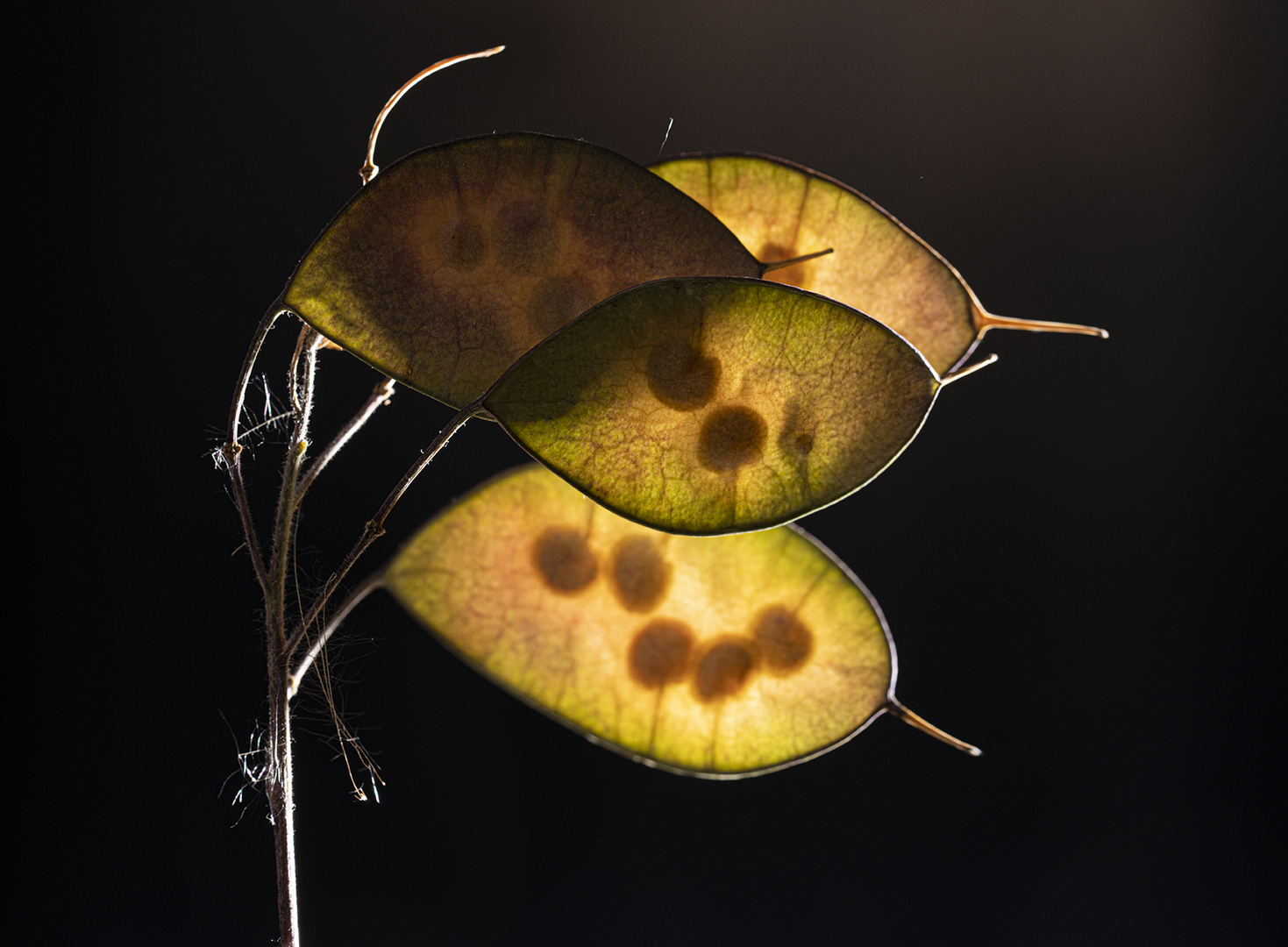 Lunaria annua L.