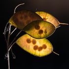 Lunaria annua L.