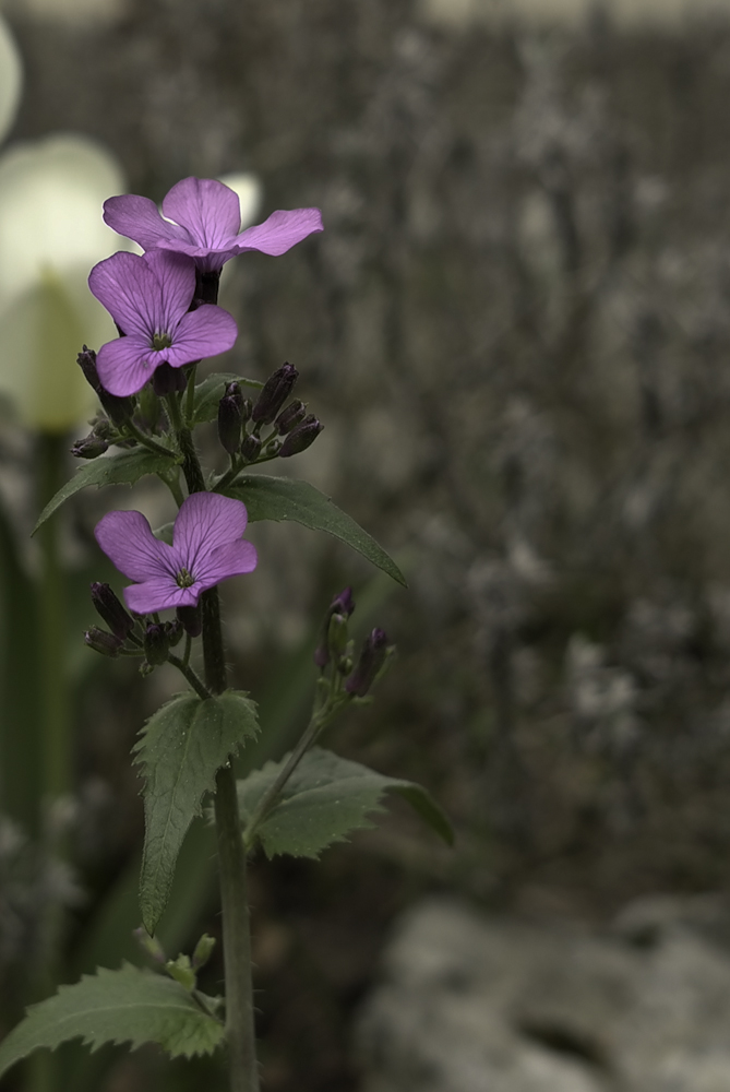 Lunaria annus - Silberblatt