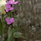 Lunaria annus - Silberblatt