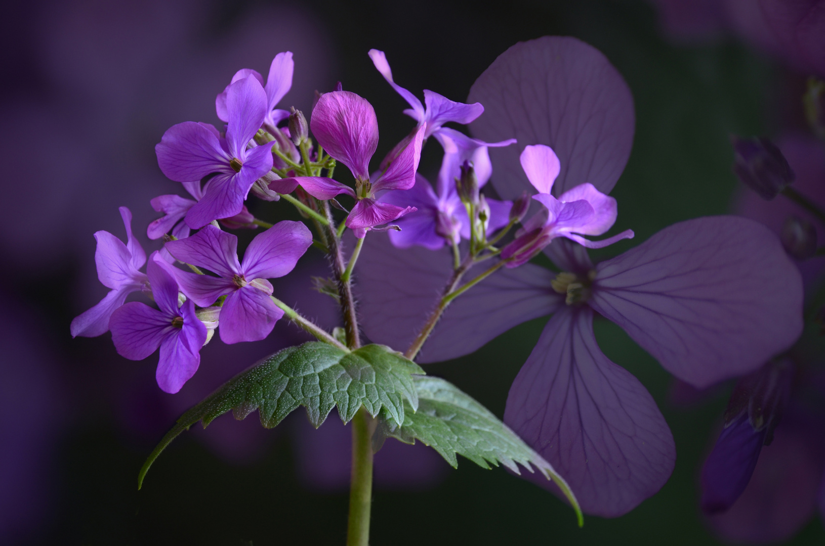 Lunaria