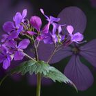 Lunaria