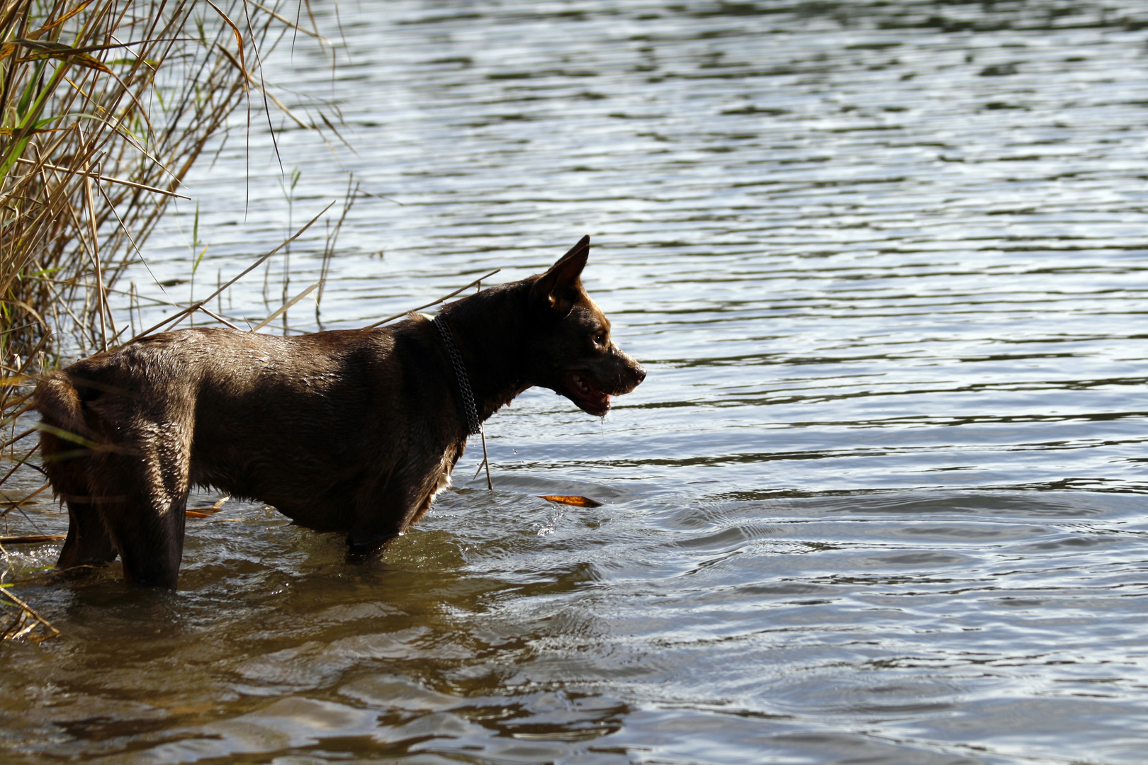 Luna`s erster Ausflug zum Wasser